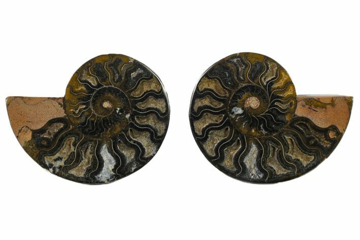 Cut/Polished Ammonite Fossil - Unusual Black Color #132536